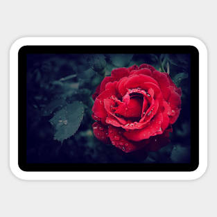 rose Sticker